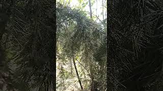 rare plant