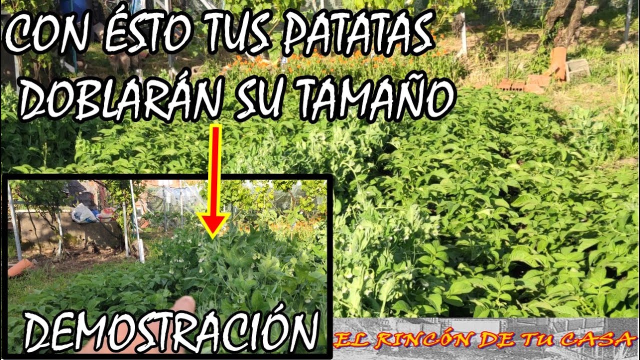 Beneficio de ASOCIAR PATATAS con ésta LEGUMINOSA