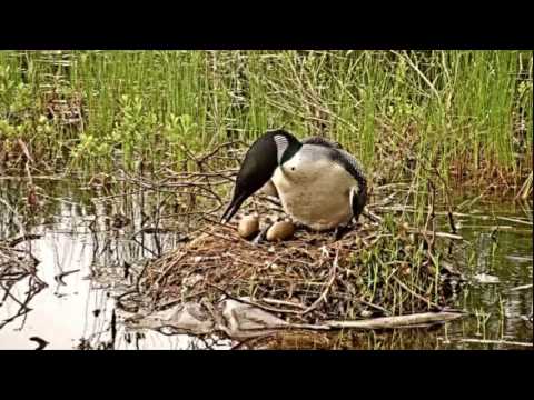 Loons And Turtles And Cranes Oh My >> Nesting Loon Swim Call Youtube Loons And Turtles And Cranes Oh My >> Nesting Loon Swim Call Youtube
