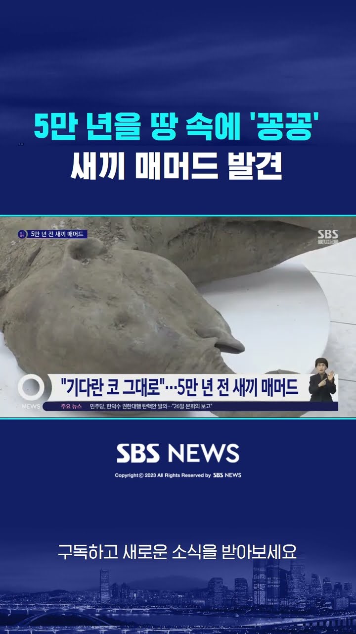 5만 년을 땅 속에 '꽁꽁'…얼어 있던 새끼 매머드 발견 #shorts