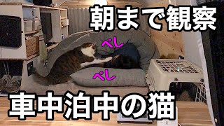 【車中泊】飼い主が寝ている間の猫を朝まで観察してみたら...。猫目覚ましがかわいいw　冬の雪の日でもffヒーターを積んだハイエースで朝までぐっすり車中泊。