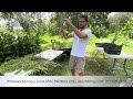 How I Sold 100 Big Moringa Trees For Wholesale Prices