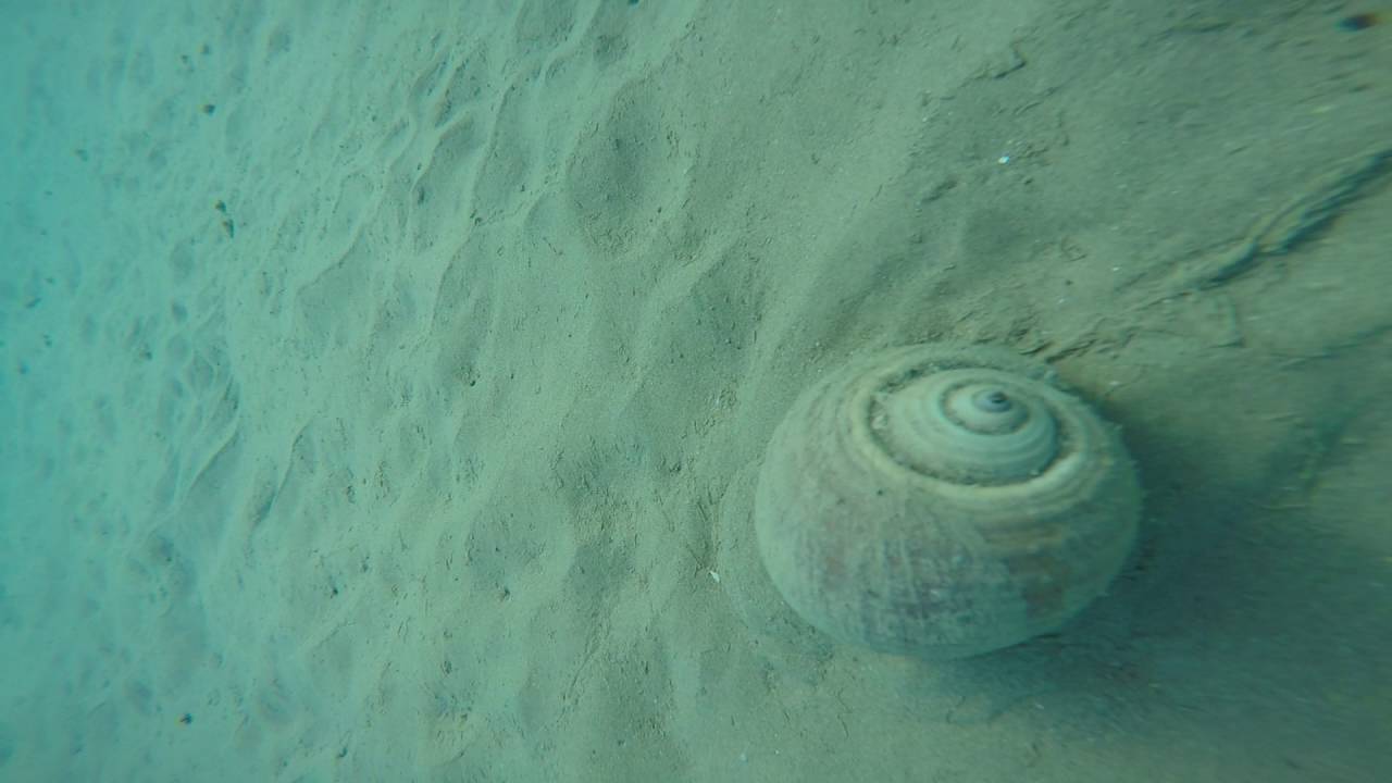 Big Snail at Plaka Beach, near Spinalonga fortress in Crete