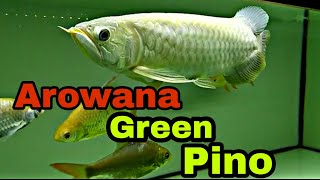 Arowana Arwana Green Pino Jumbo Green Arwana #arwana #aquarium #arwanajumbo