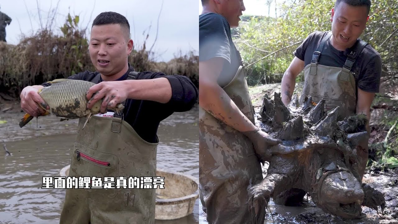 花500元包下全是小鱼的鱼塘，最后竟然这么多大板鲫｜花800元包下个16年没干过的鱼塘，没想到里面竟然奇奇怪怪的大鳄龟