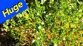 Summer Savory Herb - Back from the Dead (Massive)