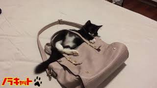 革のかばんで新しい遊びを覚えたかわいい黒ネコ