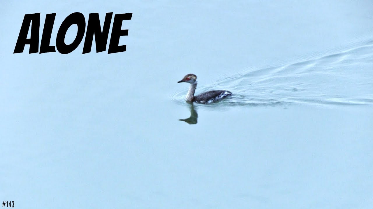 Episode #144    Alone