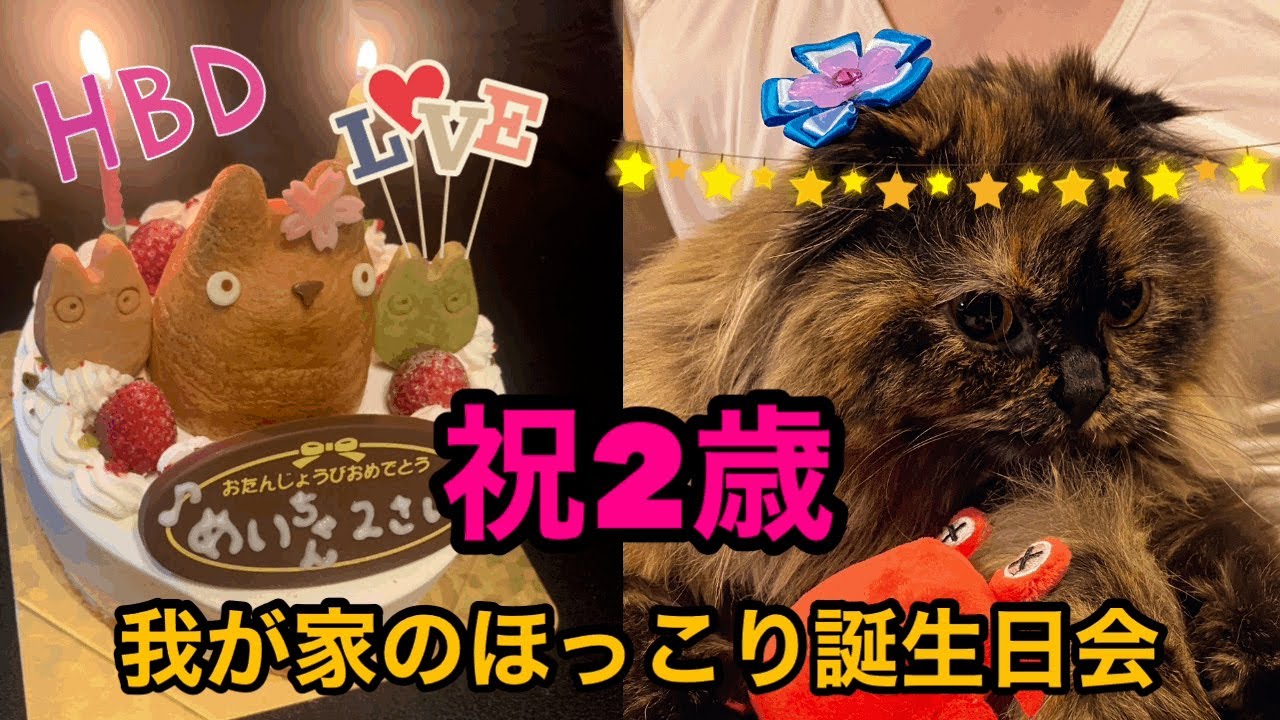 にゃんこ3きょうだい日記 43 Diary Of 3cats Apr 19 25 21 Youtube