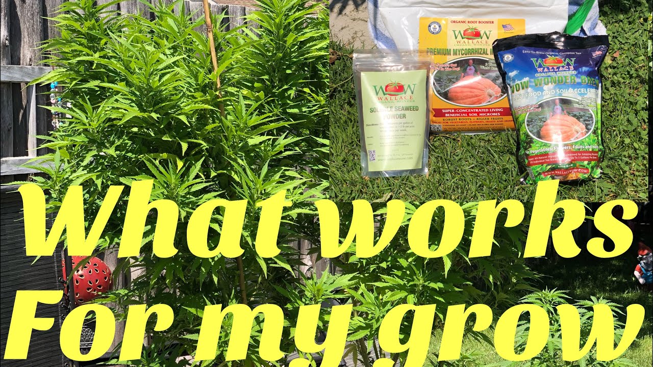 Growing Cannabis - Organically - amendments - Mycorrhizae - Seaweed - compost tea - Wallace Wow