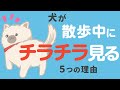 愛犬が散歩中にチラチラ見てくる理由