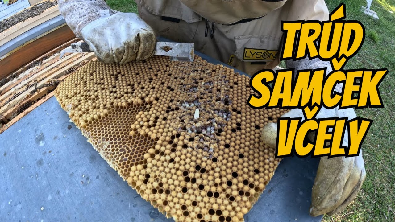Tu začína drsnejšia stránka včelárstva - vyrezávanie plodu