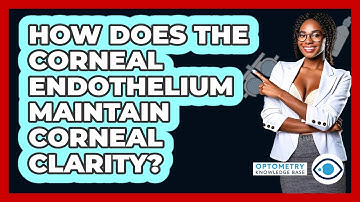 How Does The Corneal Endothelium Maintain Corneal Clarity? - Optometry Knowledge Base