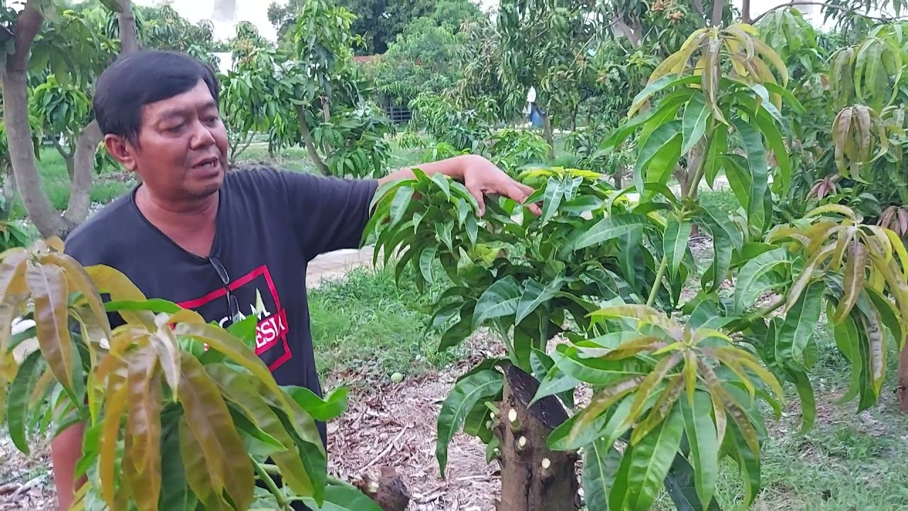 pruning pembentukan cabang skunder sister uhdp pada tanaman mangga.