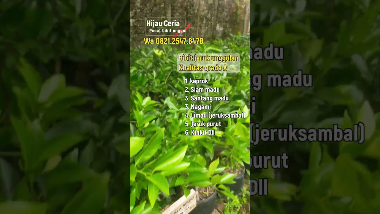 Bibit jeruk kualitas unggulan grade A, Santang madu, keprok, siam 