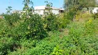 Ahmet Karan Hünnap Vi̇deolari