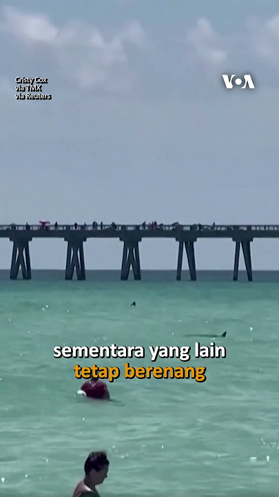 Hiu Berenang Kejutkan Pengunjung Pantai Florida
