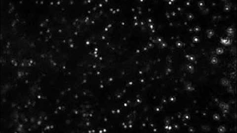 Brownian Motion - nanoparticles in water