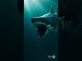 megalodon vs todo el Océano marino