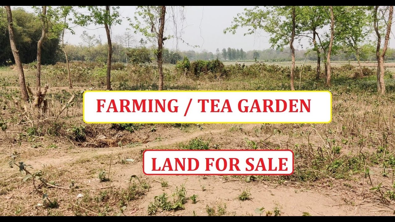 1.5 Bigha FARMING/ TEA GARDEN / FARM HOUSE TYPE land is available for