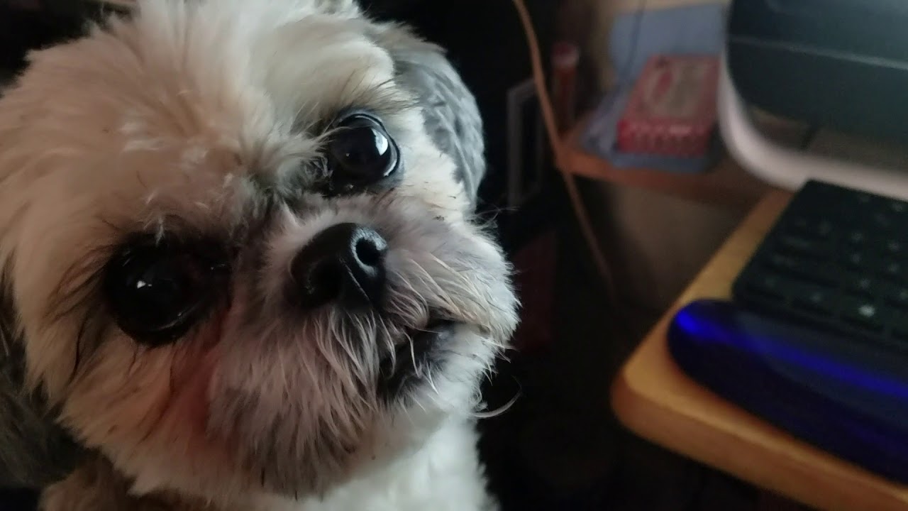 cute dog quotes June Gaul gives Dori a shout out :)