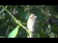 Orange Crowned Warbler