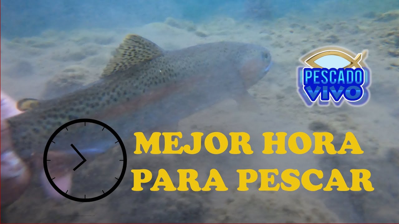 MIRA en que HORARIO pican mejor las #truchas