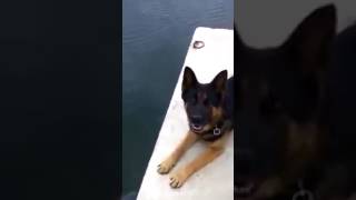 Adam Köpeğe Tir Git Diye Emir Veriyor Ve Köpek Suya Atlıyor