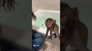 Herpes Monkey