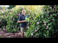 The garden gurus  activating flowers  natives