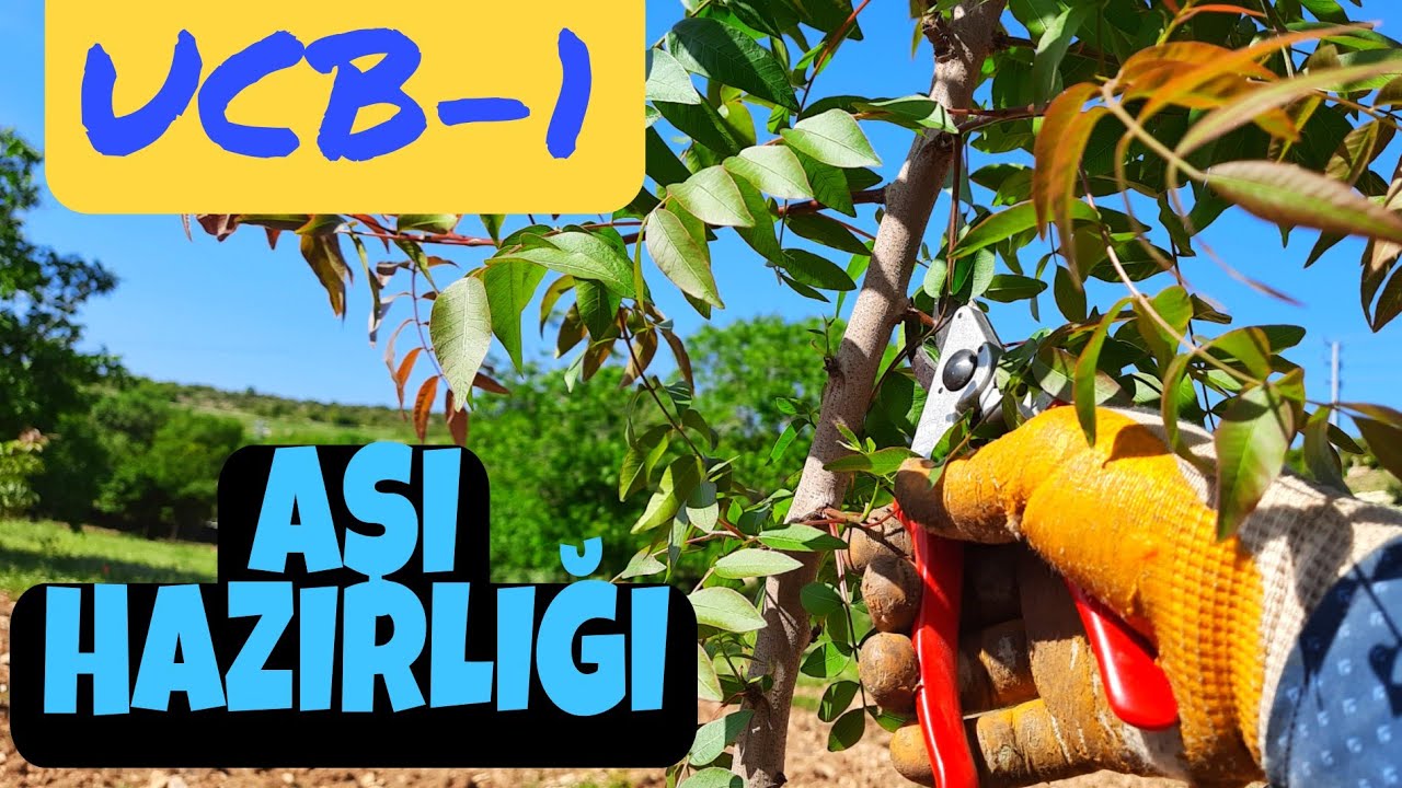 1 YAŞINDAKİ UCB-1 BUDAMASI... AŞIYA HAZIRLIK...