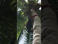 Farmers have to climb up trees over 80ft tall to collect #coconuts. 🥥 #Philippines #harvesting