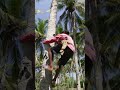 Farmers have to climb up trees over 80ft tall to collect #coconuts. 🥥 #Philippines #harvesting