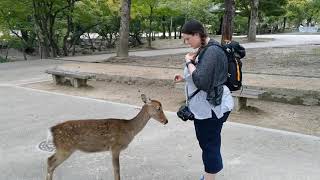 Amy feeding deer