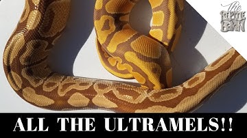 All Of Our Ultramel Ball Pythons In One Video!