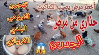 حلقة ممتازة، تهجين الدجاج البلدي، أخطر مرض يصيب الكتاكيت، حذاري من مرض الجدري