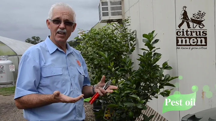 How to control Leaf miner on your Citrus Trees