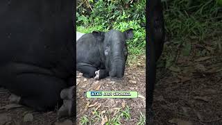 Tapir: Si Hidung Selang yang Baperan #tapir #shortvideo #hewanlucu #animals #shorts