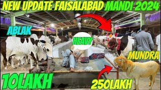 Faisalabad Cow Mandi 2024 || New Update || Vip Janwars 🐄😍 || #cow #lover #2024 #bakraeid #vlog