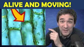 Match Highlights 🔬 How to Observe Chloroplasts Move in Real Time | Easy Microscopy Specimen