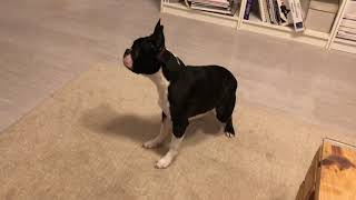 ZOOMIES! Yoda the Boston terrier gets too crazy and runs 'crazy circles'