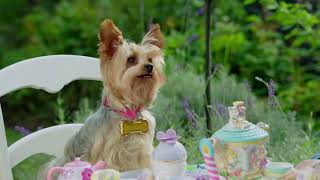 Download Lagu Peter Rabbit and friends (Thomas and Friends) S7E8 The Refreshment Lady's Stand MP3 Download Lagu Peter Rabbit and friends (Thomas and Friends) S7E8 The Refreshment Lady's Stand MP3