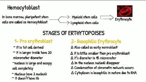 Stages of erthytopoises| Part 2 | Formation of RBC complete