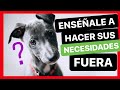 ENSEÑA a tu CACHORRO a HACER sus NECESIDADES en la CALLE ✅ ► TRUCO 100% INFALIBLE!!!