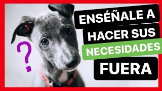 ENSEÑA a tu CACHORRO a HACER sus NECESIDADES en la CALLE ✅ ► TRUCO 100% INFALIBLE!!!