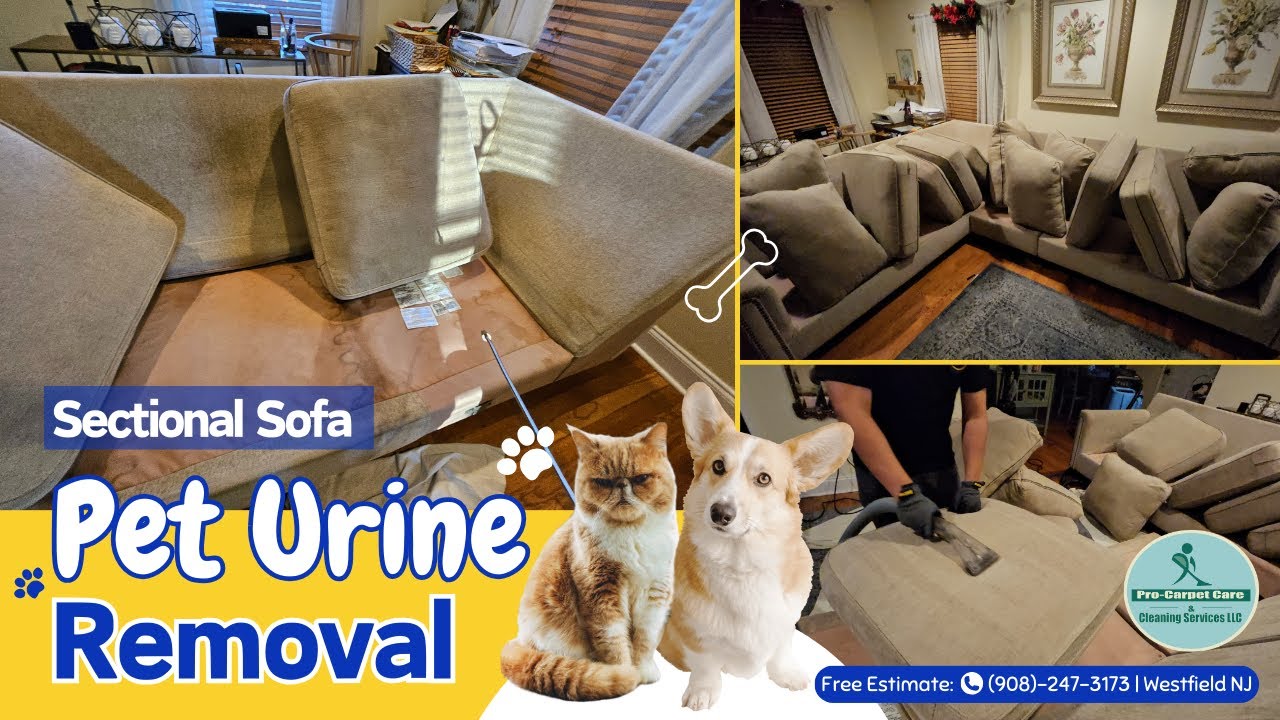 sectional-sofa-with-pet-urine-removal-steam-carpet-in-westfield-nj