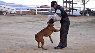 Protection training with Rock the boxer
