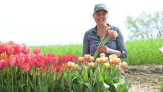 ooo112 　marihoja Abaca Lace Tulip mqdefault.jpg