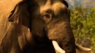 Asian Elephant Trumpet 2