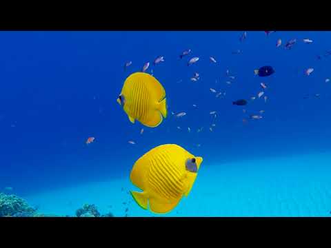 Kelebek Balık Akvaryumu 4k Ultra HD. Rahatlama Suyu Sesi için 4K Akvaryum. 4K UHD Sualtı Balığı.